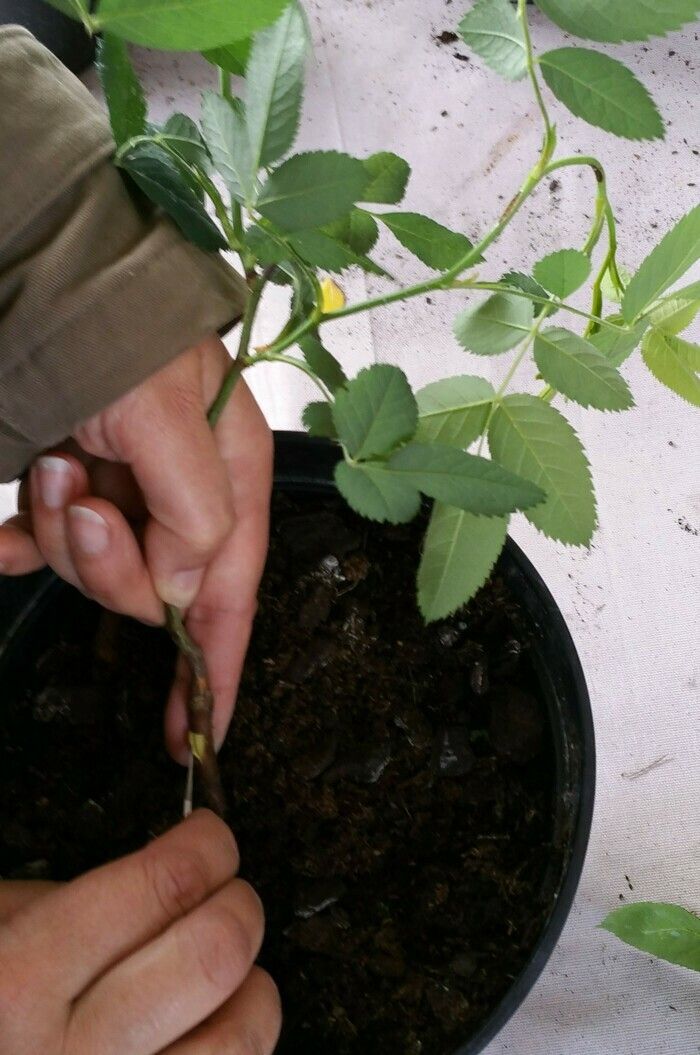 Das Centre de Production Horticole (CPH) der Stadt Paris erklärt Ihnen die Veredelung der Rosen