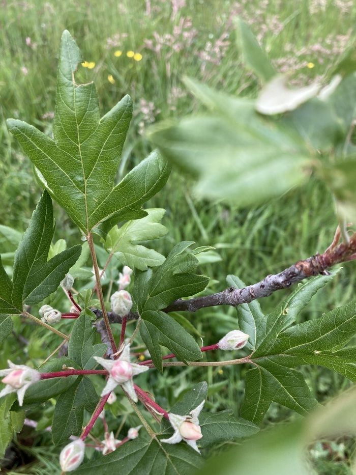 Ein kleiner markierter Weg, um in Ihrem eigenen Tempo zu entdecken, lauschen Sie der Natur, blühenden Blumen, Laub zu Laub, Rinde zu Rinde. Bei Ihrer Ankunft auf der Website wird ein kleines Dokument.