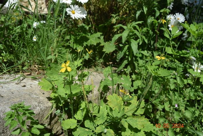 Spaziergang zum Thema stinkende, furzende, stechende, hässliche und vergiftende Pflanzen: sensorische Entdeckung der wilden Pflanzen der Straße. Spaziergang auf dem Place Georges Ville...