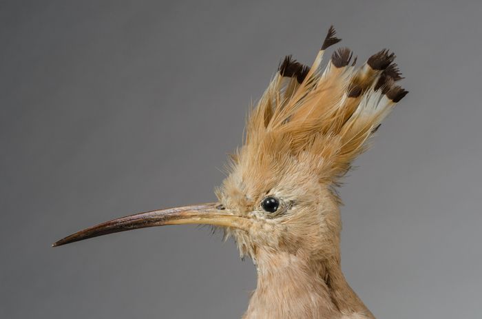 Venez découvrir la collection de Jean-François Lescuyer, passioné d'ornithologie, avec l'audioguide réalisé en partenariat avec la LPO et testez vos connaissances sur les oiseaux avec le Cuicuizz !