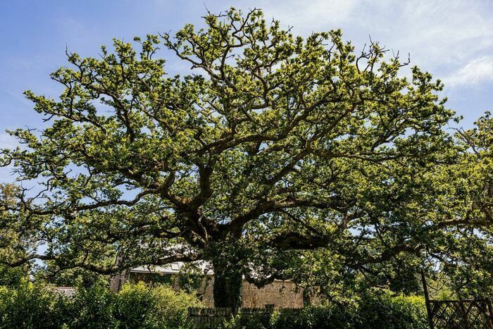 Wenn Sie durch die von jahrhundertealten Eichen gesäumten Alleen des Parks spazieren, entdecken Sie die Gärten eines Schlosses (13\. bis 18\. Jh.), die in einem Ansatz entwickelt wurden, der das Leben