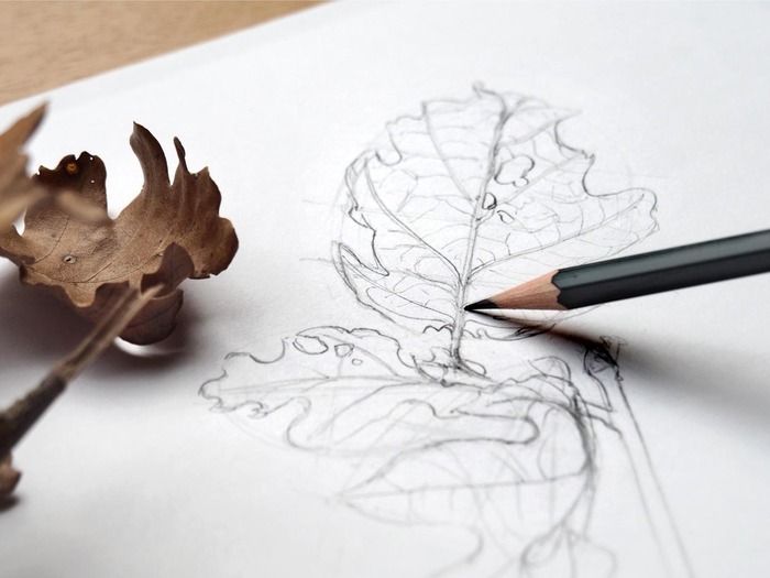 Diese botanischen Graphit-Zeichenworkshops bieten den Teilnehmern eine lehrreiche und immersive Erfahrung, die Technik und Kreativität kombiniert. Die Zeichnungen werden Korrespondenzen mit dem Archit