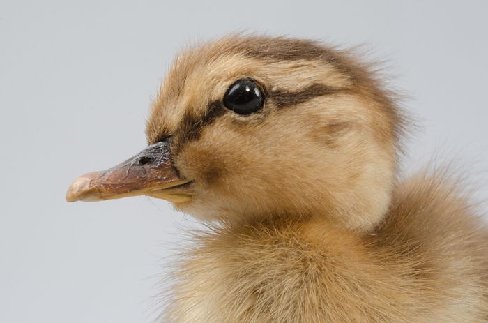 Fêtons l'arrivée du Printemps avec un atelier pratique et ludique sur le thème de l'ornithologie au Musée !