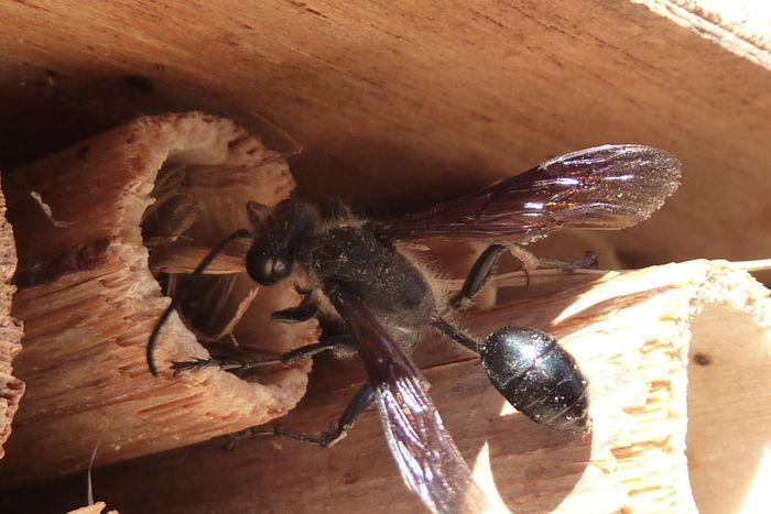 Découverte participative des moyens d'accueillir la biodiversité chez soi