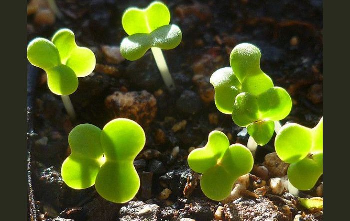 Troquez vos plantes, semis et boutures ! A l’occasion des escales culturelles sur l’esplanade Simone Veil, la grainothèque propose un troc de graines et de plantes.