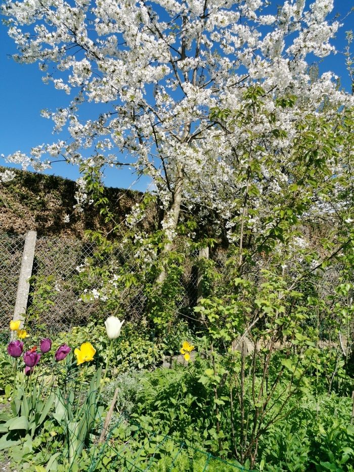 Entdecken Sie anlässlich der «Rendez-vous aux jardins» 2024 diesen üppigen Garten mit Pflanzen, Stauden und Sträuchern, in den die natürlichen Zyklen der 4 Jahreszeiten übertragen werden. Sie sind da