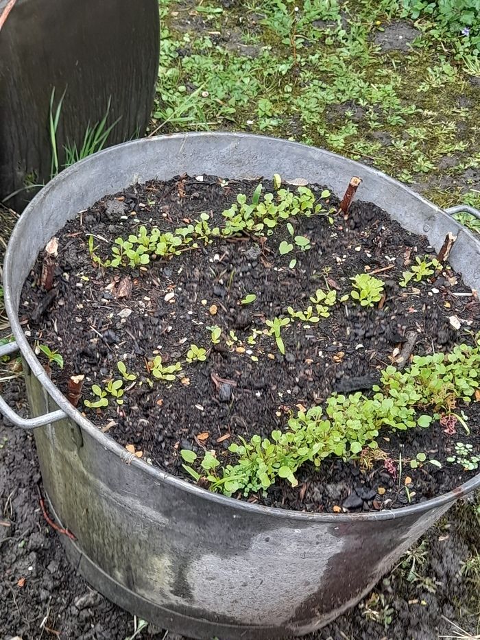 séance 3/8 : mes légumes A, O, P. Ails, Oignons et Poireaux ! Semer, planter, optimiser...