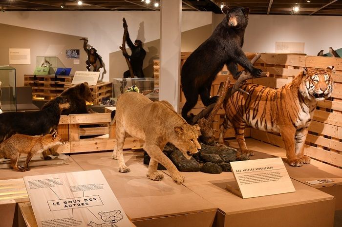 DERNIERS JOURS pour découvrir, ou re-découvrir l’exposition consacrée à l'entraide dans le monde animal !