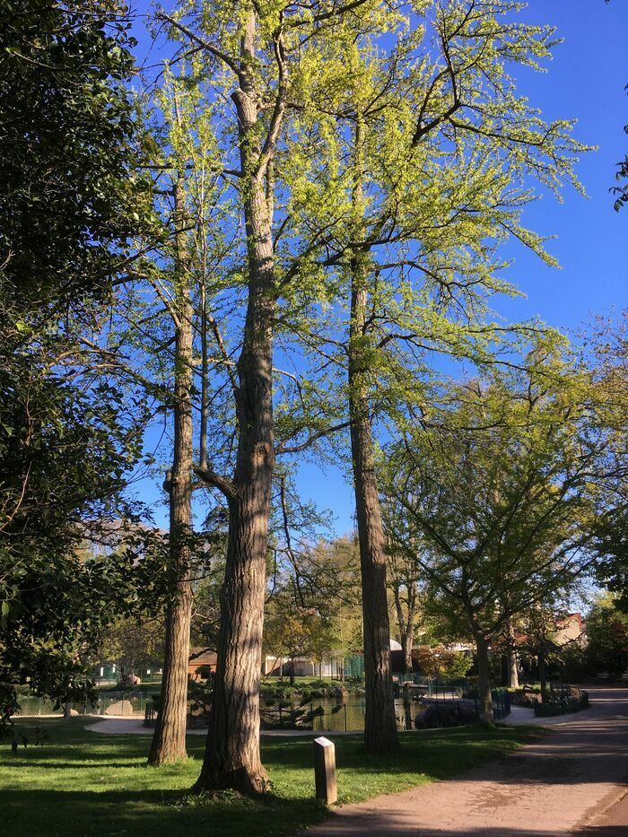 Dies ist ein wirklich außergewöhnlicher Baum, der Sie noch nicht überrascht hat. Seine Geschichte, außerhalb der Zeit, wird Ihnen erzählt und enthüllt. Sie lieben Geschichten, die Sie begeistern, erst