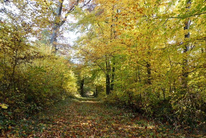 Sur un parcours de 5 km sans difficultés particulières, la LPO Champagne-Ardenne organise une balade forestière le 9 avril.