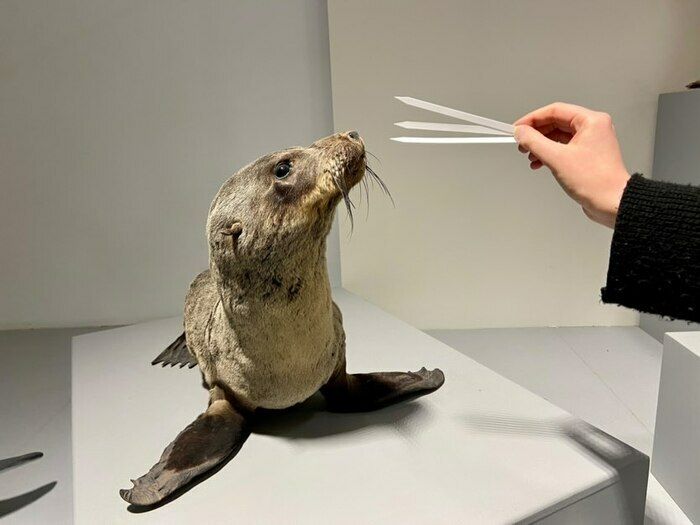 Les vacances d'été au Musée d'histoire naturelle de Lille !