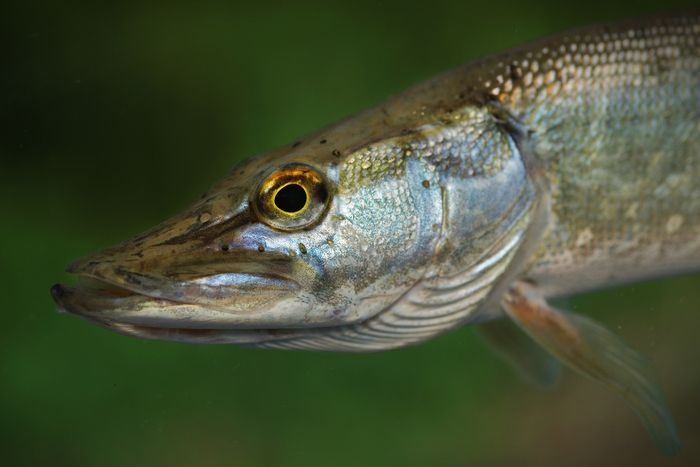 L'inventaire de la réserve ne compte pas moins de trente et une espèces de poissons. Présentation de la biologie de certaines espèces.