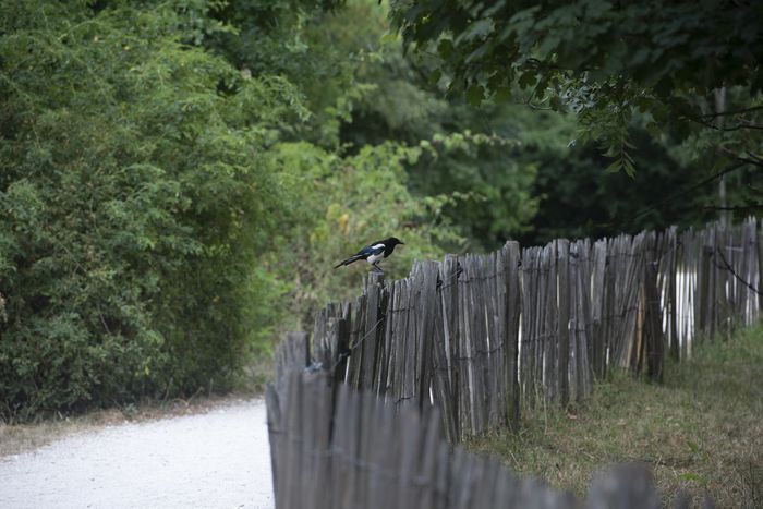 BALADE / Plaisir pour l'œil et intérêt écologique, les "petits milieux" du Parc des Beaumont entre bosquets, mares, friches et pâturages accueillent une diversité d'espèces.