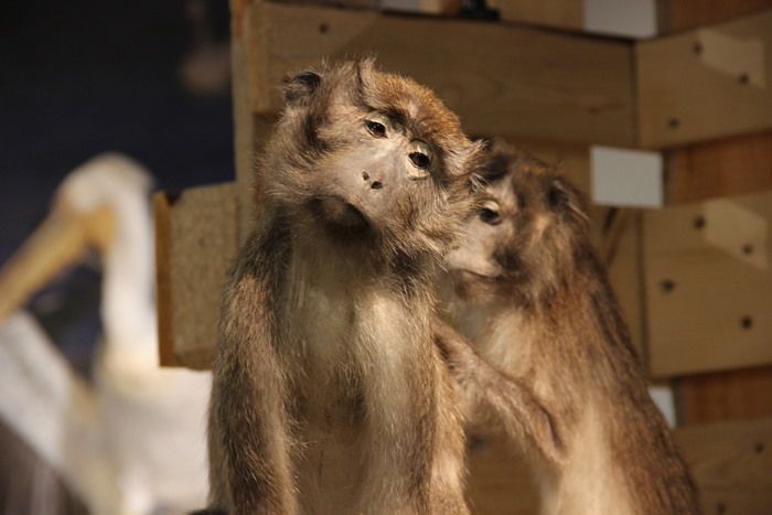 On a longtemps pensé que le monde animal n’était que sauvagerie et lutte sanglante pour la survie… Raté !