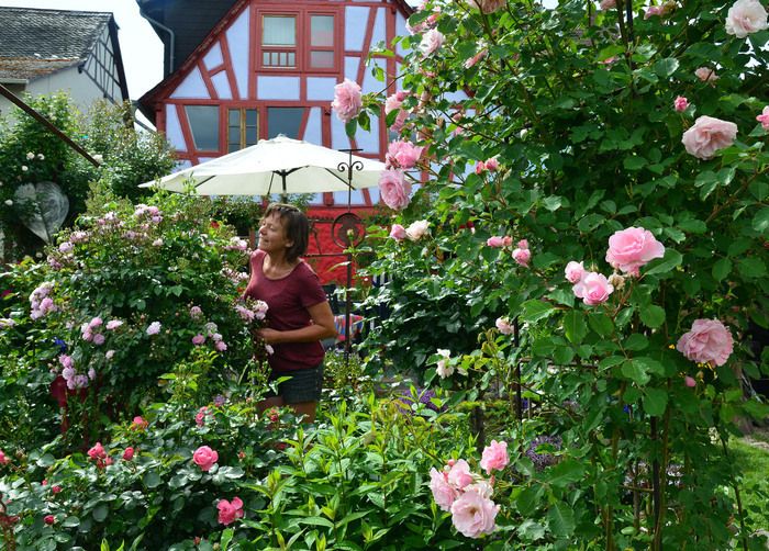 Mehr als 500 Rosensorten begeistern im JUNI. Süßlich fruchtig der berauschende DUFT!  Feuerwerk an FARBEN! Eleganz der unzähligen BLÜTEN! Tanz der Elemente zwischen hunderten Kräutern und Stauden.