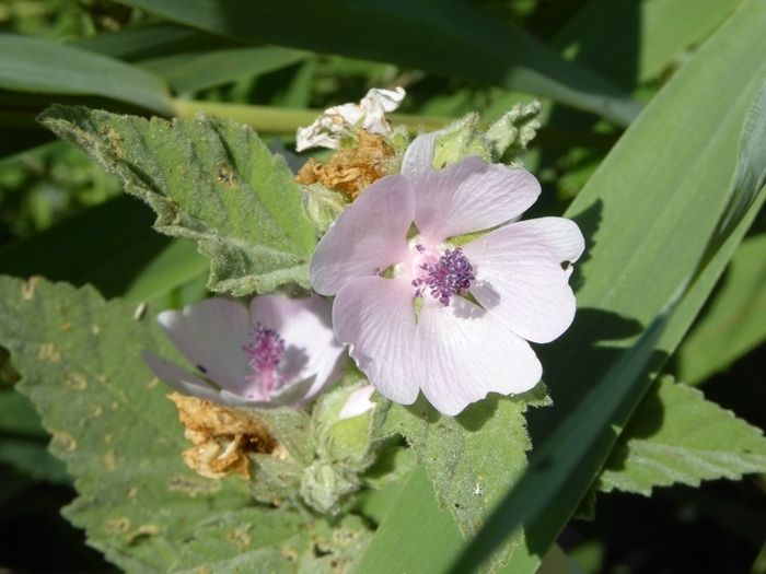 Le temps d’une balade, découvrez les plantes qui soignent. Reconnaissances, propriétés et usages sont au programme.
Intervenant : Patrick MARTIN, botaniste
A partir de 8 ans .
(2-3km/2h) - Niveau ...