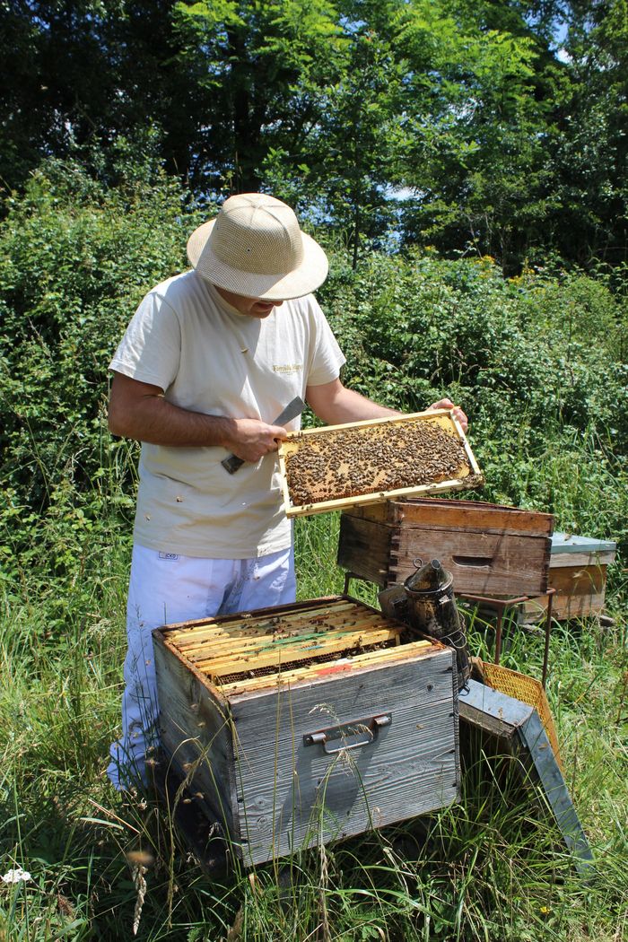 Découvrez les ruches et les abeilles avec un apiculteur