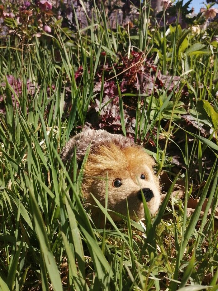 Kipic, der lustige Igel des Groussay Parks, nimmt die Kleinen mit auf eine Entdeckungsreise in die Natur. Blumen, Bäume, Insekten, Frösche... Kipic kennt diesen Ort wie seine Tasche. Der...