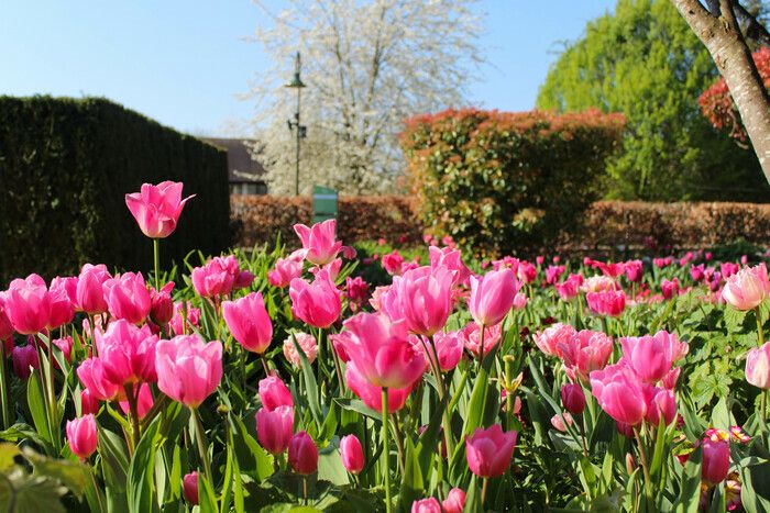 Besuchen Sie den Garten des Museums von 10 bis 18 Uhr kostenlos!