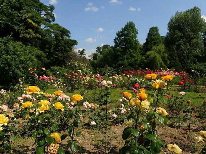 Diese Tour ist eine spektakuläre Reise in die Welt der Rosen, wo Sie sehr interessante Farben und Aromen entdecken können. Die Arten der Blüte werden präsentiert, von Minirosen bis zu Kletterpflanzen…