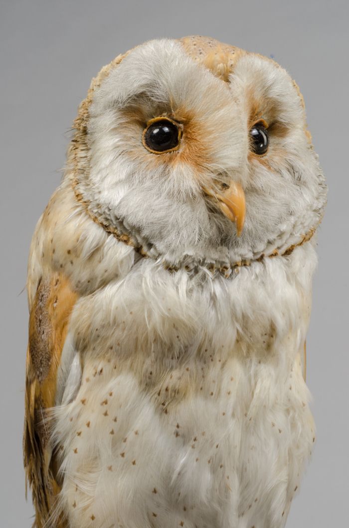 Découvrez la vie nocturne avec une visite des collections ornithologiques du Musée suivie d'une sortie nature à l'écoute des chants et des bruits de la nuit.