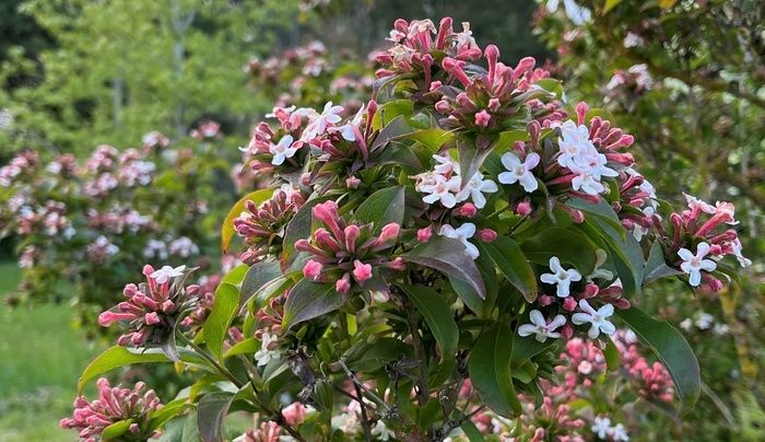 Ein kleiner Garten im französischen Stil empfängt uns mit einer Fülle von Rosen und kleinen Arbstes in Pastelltönen. Dann erscheint Ihnen eine Art Eden der Biodiversität, das alle Ihre Sinne erweckt.