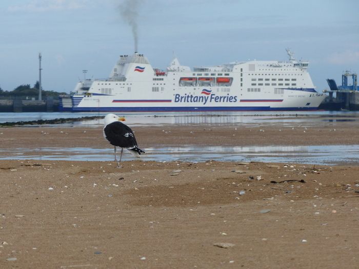 Les ports sont des zones privilégiées pour observer les oiseaux