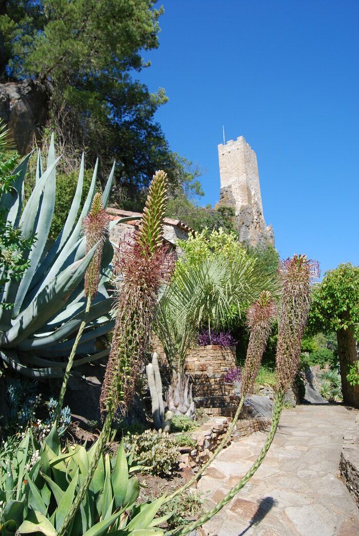 Der Mediterrane Garten von Roquebrun wurde 1986 gegründet und befindet sich unter dem Wachturm des mittelalterlichen Dorfes Roquebrun. Es bietet die größte Sammlung von Sukkulenten und exotischen Pfla