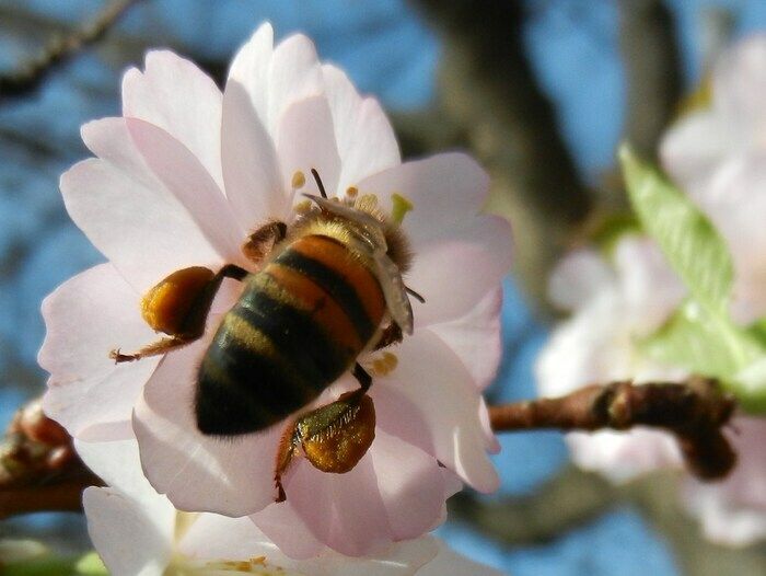 Entdecken Sie die Ausstellung der schönen Fotos von Gilles Roux: eine Studie der Biodiversität in einem gemeinsamen Pariser Garten. Das Inventar der bestäubenden Insekten begann mit dem Garten...