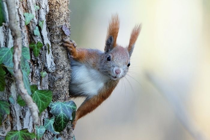 L’arbre offre le gîte et le couvert à une multitude d’espèces : rencontrons-les !