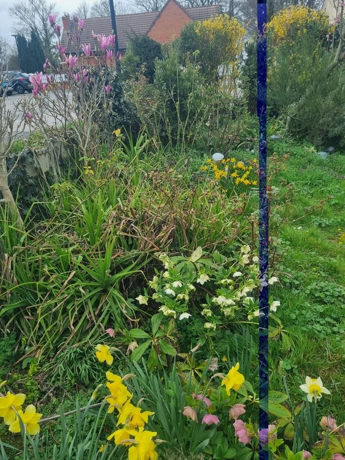 Besuch eines Gartens in Biodiversität, geeignet für Bestäuber, reich an Stauden, duftenden englischen Rosen, ewigem Gemüse an Obststräuchern, Verkauf von Gartenpflanzen möglich