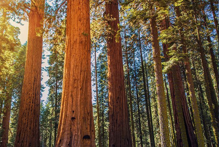 Une exposition multimédia qui retrace la longue histoire commune des arbres et des hommes.