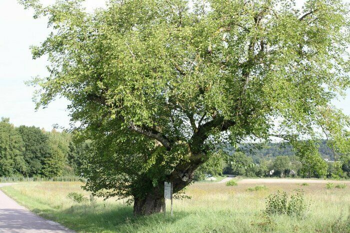 Besuchen Sie anlässlich des Gartentreffens das Dorf von der Halle von Chassignelles aus und entdecken Sie den Obstgarten, den als bemerkenswerter Baum klassifizierten Maulbeerbaum, den Garten des...