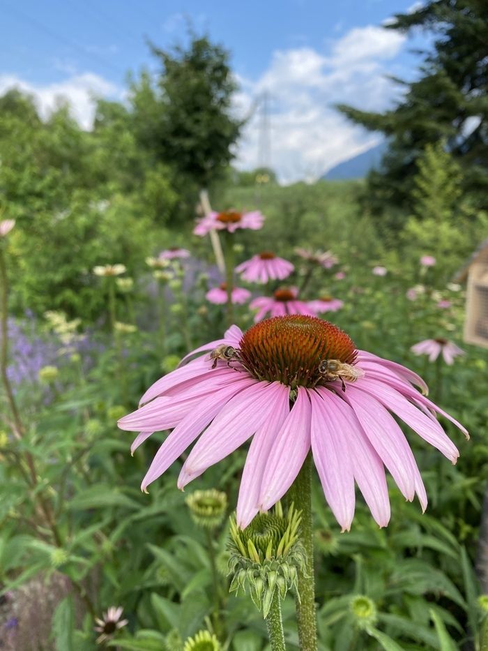 The Garden of Perfumes of Valverbe contains more than 200 species of plants, including many medicinal plants that the company cultivates and transforms into herbal teas. During the visit you will know