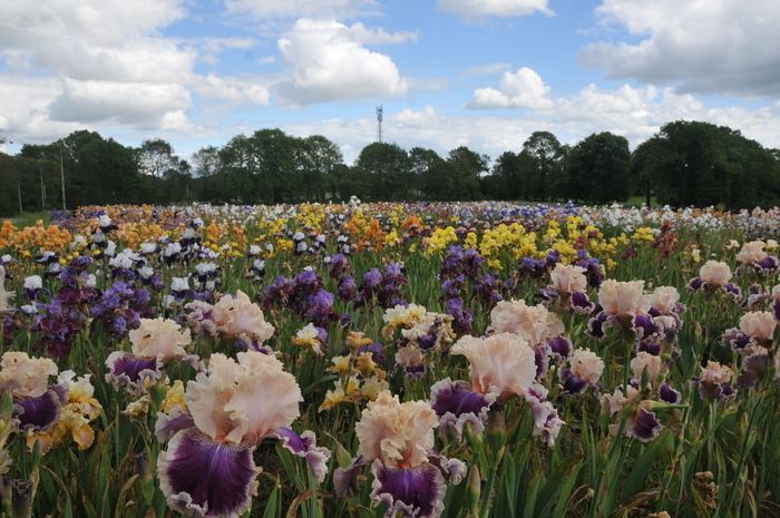 Sie können frei durch die Gänge des Irisgartens gehen, um ihren Duft zu bewundern und zu riechen. Mehr als 2500 Iris-Sorten sind auf etwas mehr als einem Hektar ausgestellt. Sie können feststellen,...