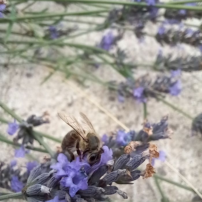 Créer ton herbier des plantes mellifères