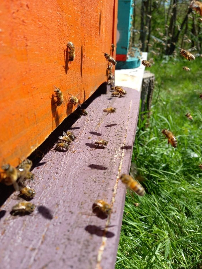 Plusieurs animations autour des abeilles