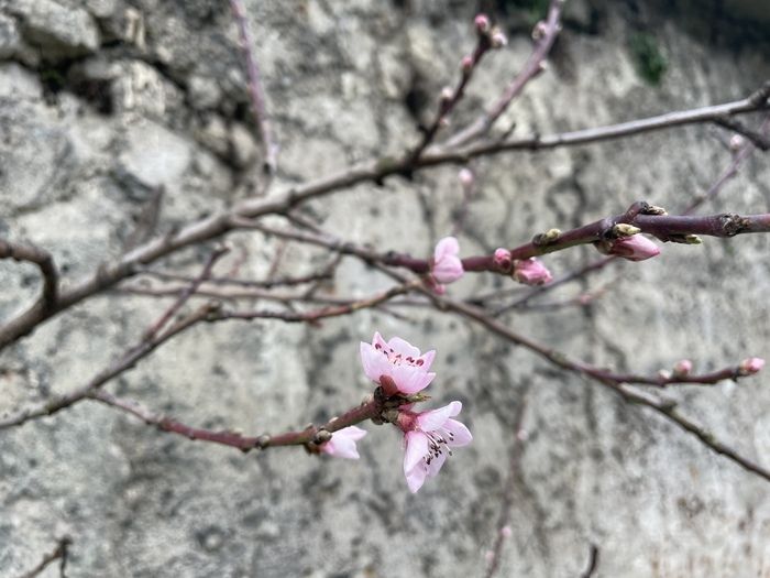 Visite du nouveau verger à l'est des murs à pêches avec le Maître-jardinier Thierry Regnier, il vous expliquera l'art de l'espalier et le patrimoine des murs à pêches.