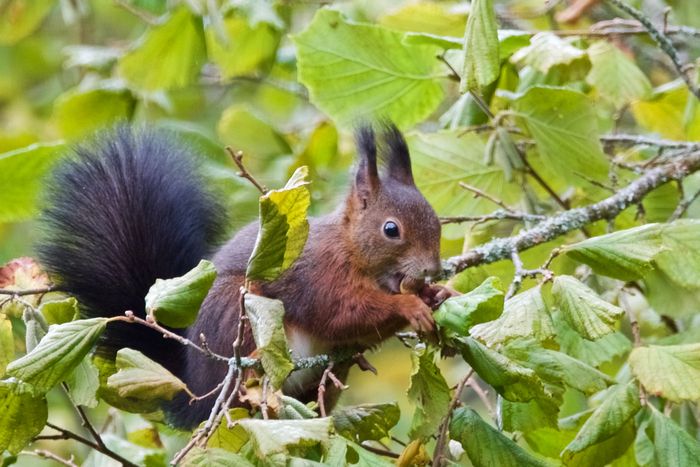 Besuchen Sie im Rahmen des Gartentreffens 2024 den Inselgarten in Éternoz. Sie können den Vögeln und dem Rauschen der Bäche lauschen, die Farben der Flora und der Insekten beobachten...