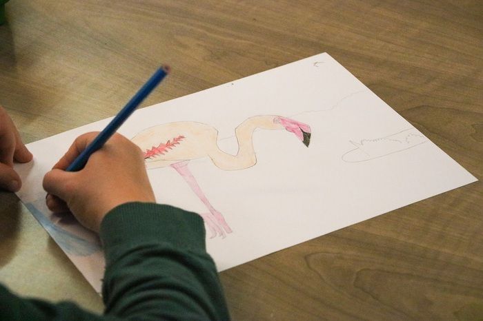 Découvrez l'atelier de dessin naturaliste proposé par le Musée !