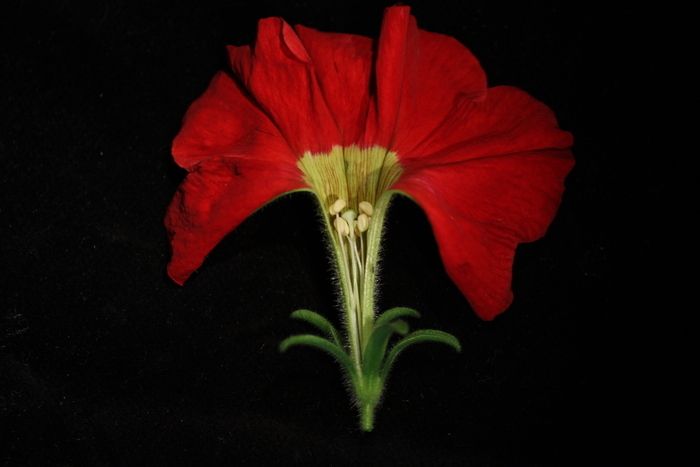 Das CNRS und das Planetarium von Vaulx-en-Velin laden Sie in Zusammenarbeit mit RSA cosmos zu einem Spaziergang auf einer Petunienblume ein! Blumen faszinieren schon immer durch ihre Farben, Formen...