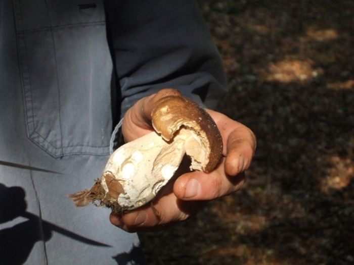 L’Association Mycologique du Cotentin vous invite à vous initier ou à approfondir vos connaissances sur les champignons, lors d’une promenade en forêt de Cerisy. 
Réservation obligatoire. 
(3km/3h...