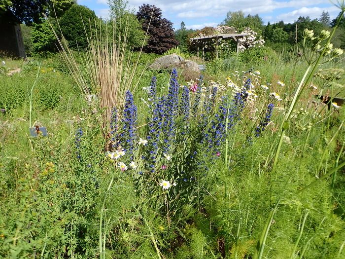 Der Besuch des Herbularium wurde speziell entworfen, um diesen Garten im Übergang mit seinen fünf Sinnen zu entdecken, indem er sich mit dem Leben verbindet: Boden, Pflanzenvielfalt, verwandte Fauna,