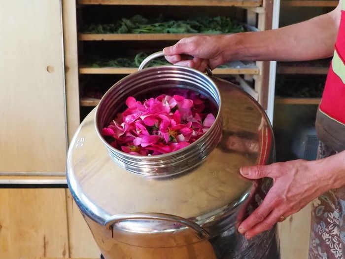 Erleben Sie die Destillation des Blütenwassers der Rosa gallica officinalis. Um Sie bestmöglich zu begrüssen, bitten wir Sie, Ihre Besuchszeit zu reservieren.