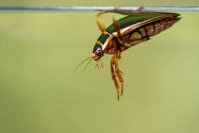 Suivez l'animatrice de Cistude Nature vous guider dans l'observation du monde de la mare.