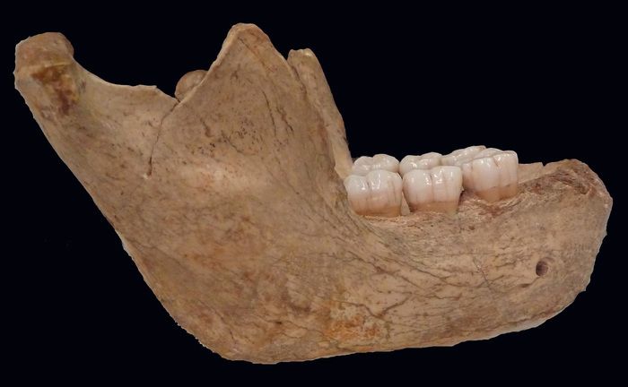 Venez assister à la conférence « Une énigme à résoudre : l’âge de la mandibule de Montmaurin » présentée par Amélie Vialet