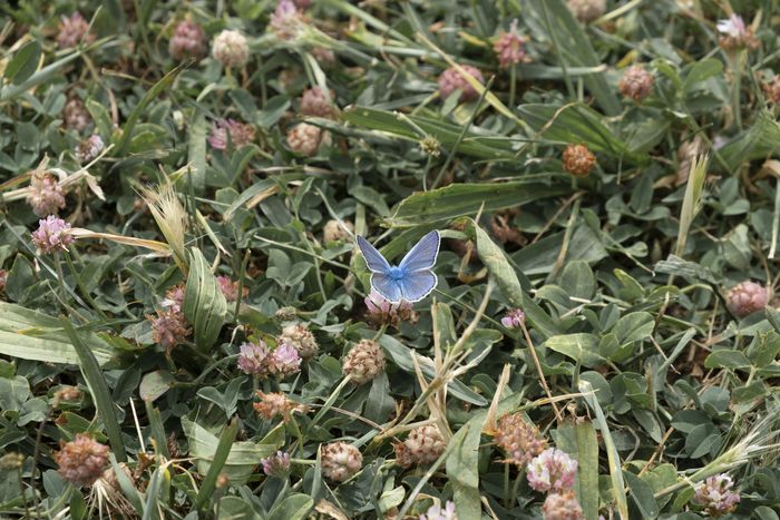 BALADE / Libellules, papillons, volucelles... nez au vent, prenons de la hauteur aux abords des mares ou dans les hautes herbes à la découverte des insectes volants.