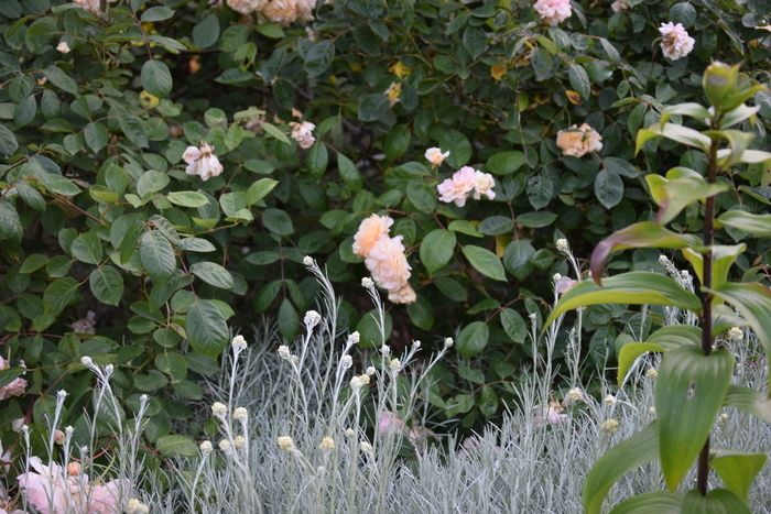 An diesem Wochenende Ende Mai-Anfang Juni finden Sie in diesem Garten alle möglichen Düfte, von der 4\. Leagnus angustifolia 'Quick Qilver', über Rosen bis hin zum Helichrysum italicum und...