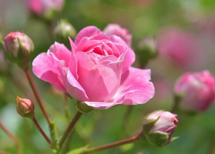 Die «offenen Gärten» sollen ein Moment des Austauschs, eine Zeit des Verbindens sein. Gärten öffnen sich für uns, Nachbarn, Blumenliebhaber, erfahrene Gärtner oder Passanten eines Tages...