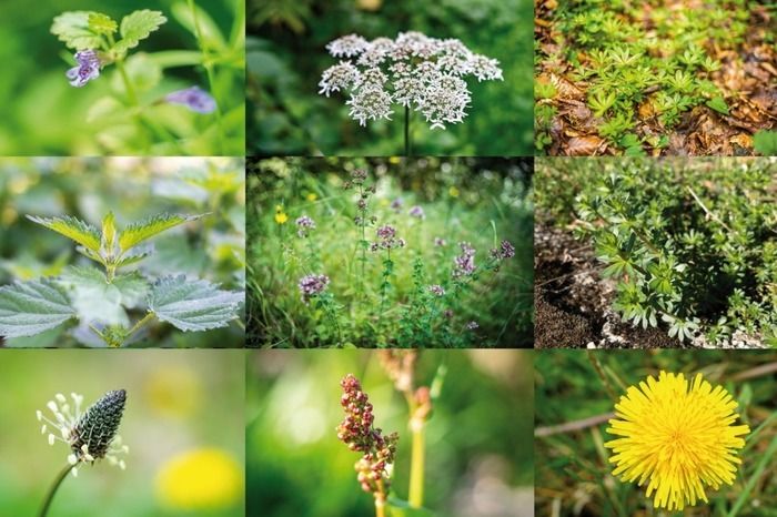 Découverte de la flore sauvage comestible et médicinale et des usages d’autrefois. Les participants repartent avec un carnet de recettes et des informations sur les plantes.